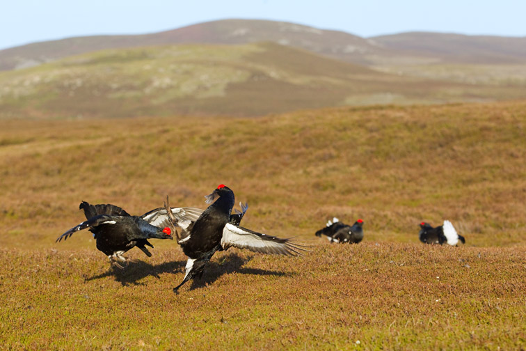 Black grouse Tetrao tetrix, male lekking on moorland, Scotland, May